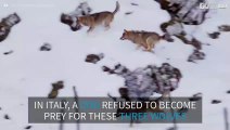 Dog escapes vicious wolves' attack