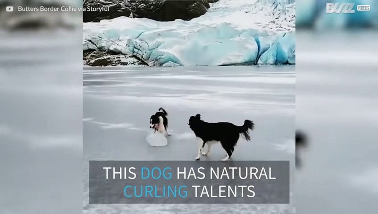 This dog is ready to join the Olympic curling team! - video Dailymotion