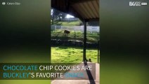 Adorable calf runs across the field just to eat chocolate cookies