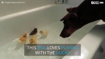 Unlikely friendship between a doberman and baby ducks