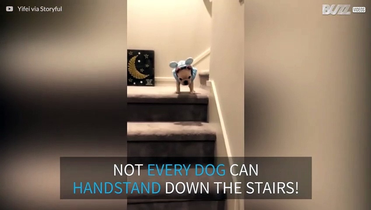 French bulldog puppy does handstands going down the stairs