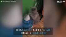 Cat tries to catch some steam