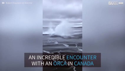 Killer whale breaches close to boat