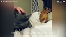 Kinkajou desperately wants to be friends with a cat!