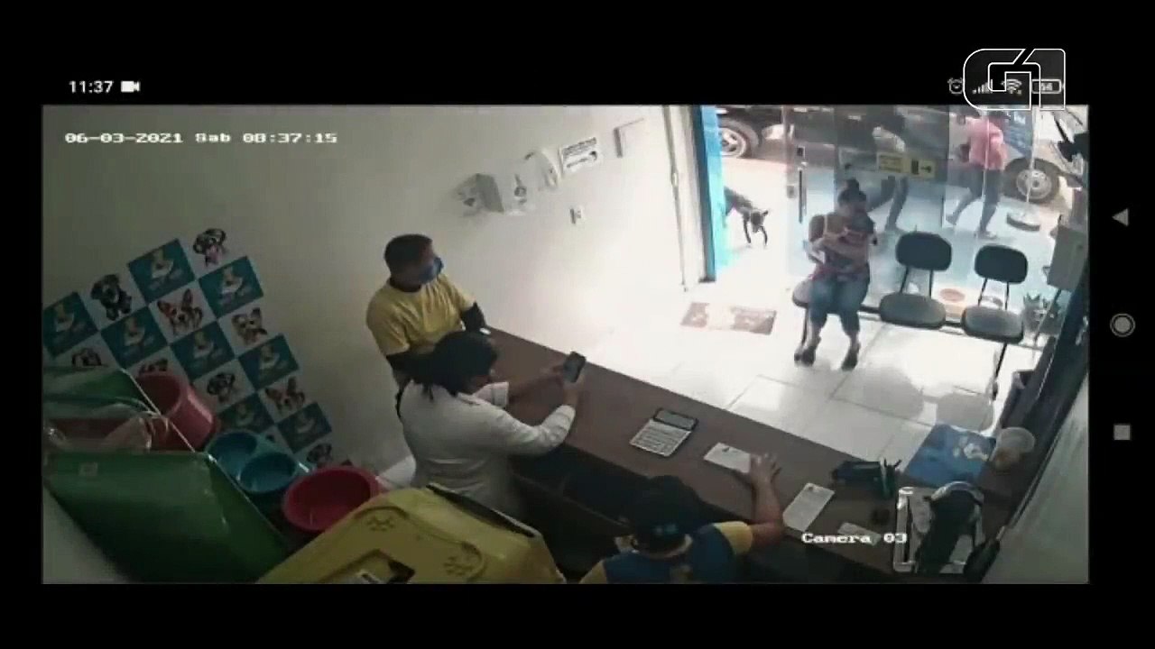 Un chien errant blessé va de lui-même chez le vétérinaire