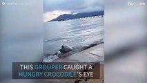Crocodile feeds on a dead grouper on the beach