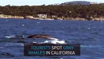 Grey whales and sea lion surprise tourists