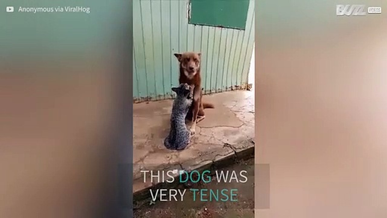 Cat gives dog a relaxing massage