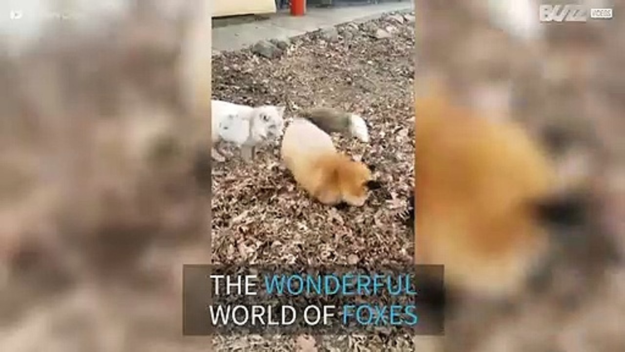 Smart & sly: the wonderful world of foxes