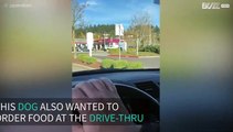 Dog sounds like chicken ordering food at drive-thru
