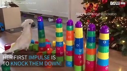 Meet Harley, the rebel cockatoo who loves destroying everything!