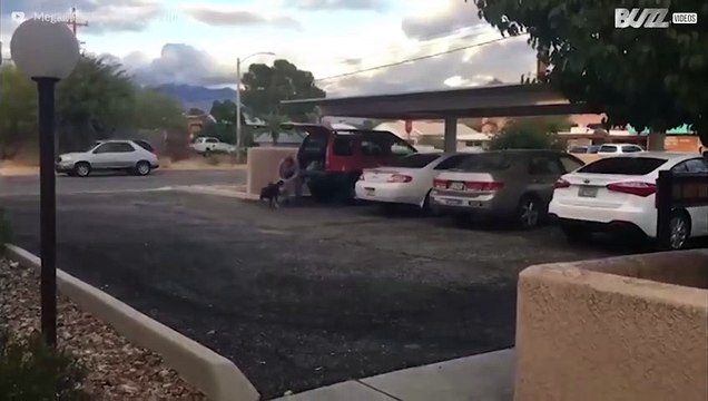 Dog helps carry shopping bags
