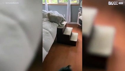 These dogs have an adorable morning routine