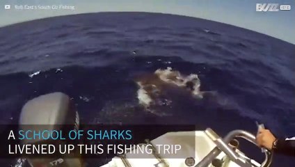 Fishermen in Australia meet a school of sharks