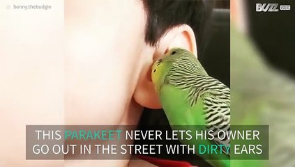Parakeet meticulously cleans owner's ear