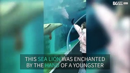 Youngster shares "dance" with inquisitive sea lion