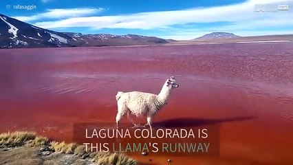 Llama struts down lake like catwalk model