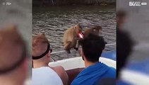 Thai monkey drinks can of Coke