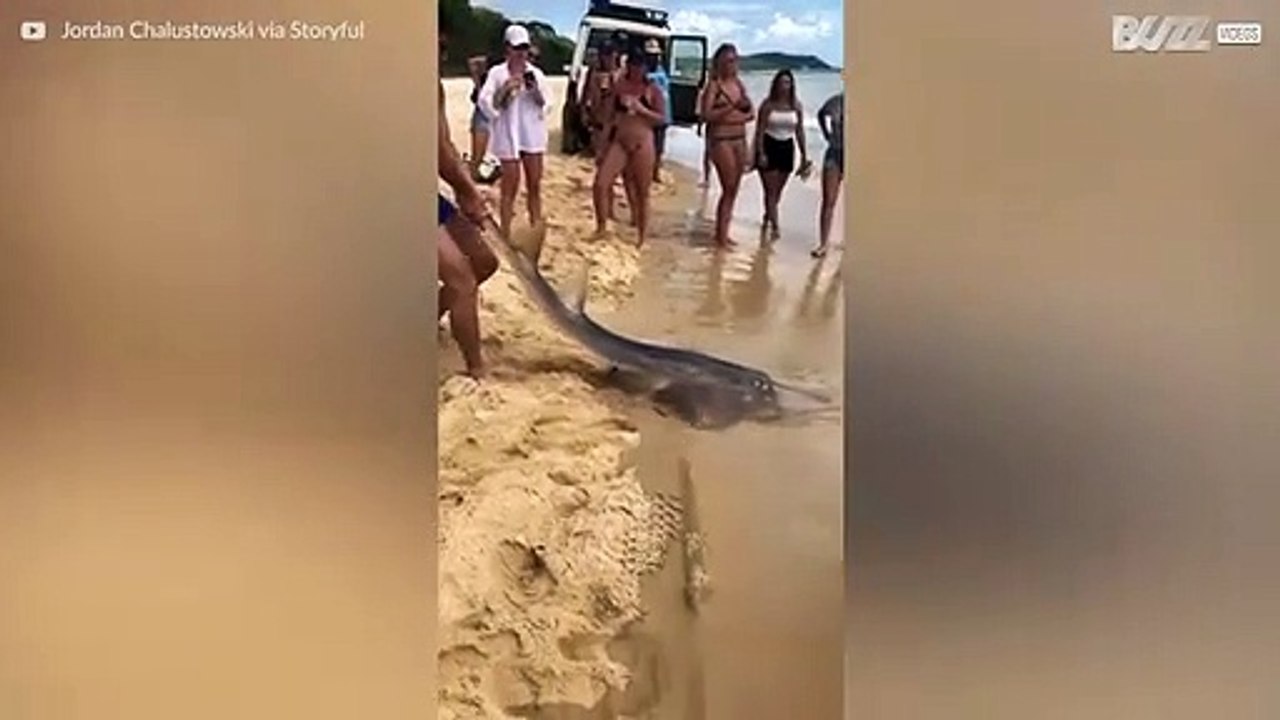 Man catches shark with his bare hands