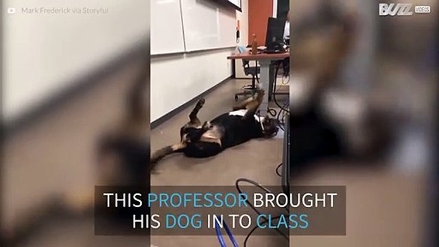 College teacher brings dog in to exam to help calm down students