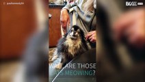 Dog howls to cats meowing song