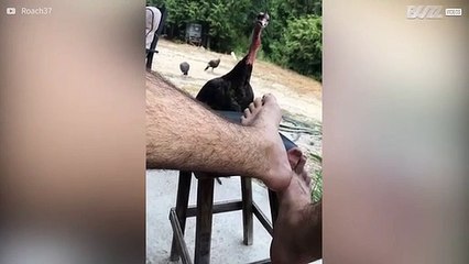 Distrustful turkey attacks man's toe