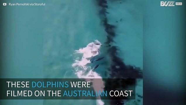Drone footage of dolphins surfing in Australia