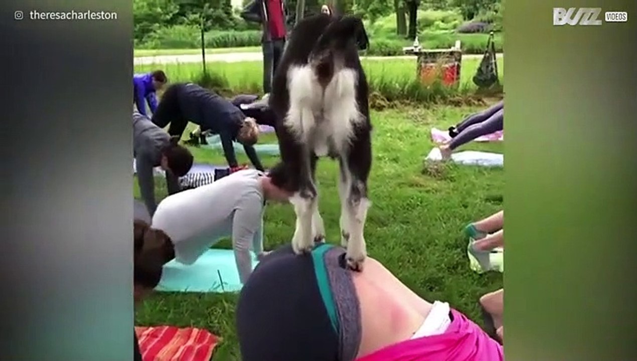 "Yoga with Goats": exercise at its most fun!
