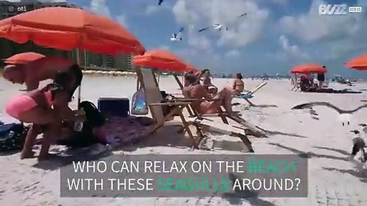 Seagulls attack beachgoers in Florida