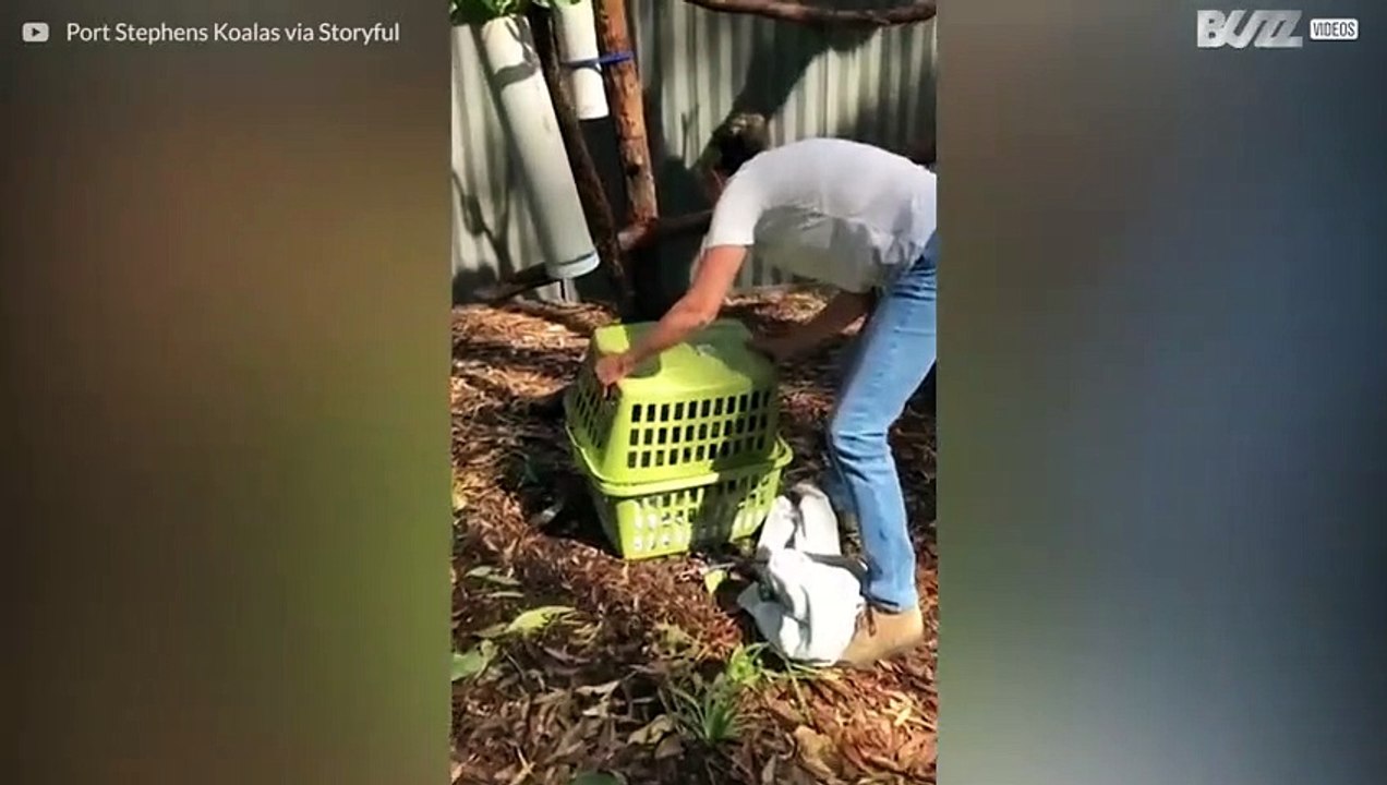 Rescued koala is making a quick recovery in Australia!