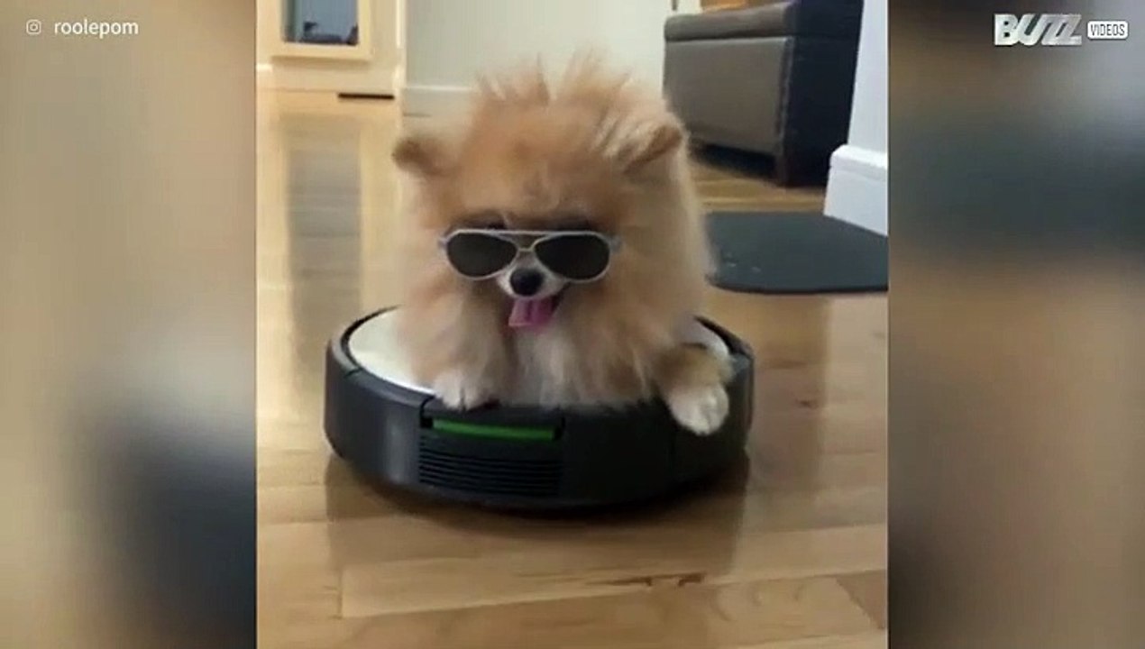 Stylish dog chills on robot vacuum cleaner
