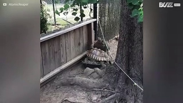 Tortoise tries stepping over friend and suffers the consequences!