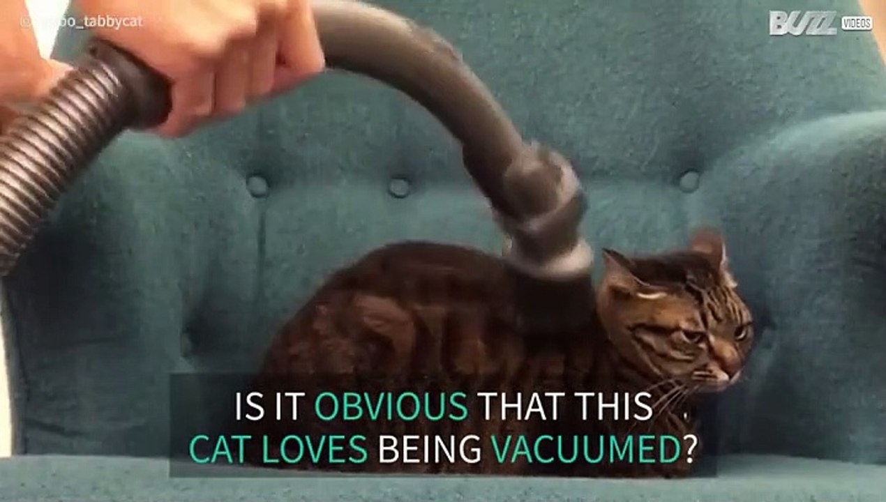 Cat loves being vacuumed