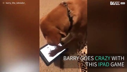 Labrador plays on owner's iPad