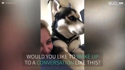 Husky loves to howl during daybreak discussion with owner