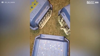 Three cats go to the vet...