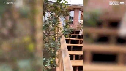 Golden retriever stuck in garden gate!