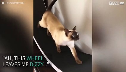 Cat shows where there's a wheel, there's a way!