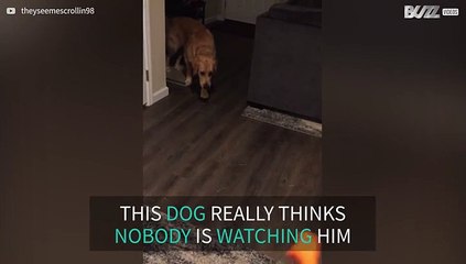 Dog believes he's a sneaky hunter