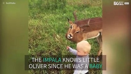 Toddler and rescued impala are best friends
