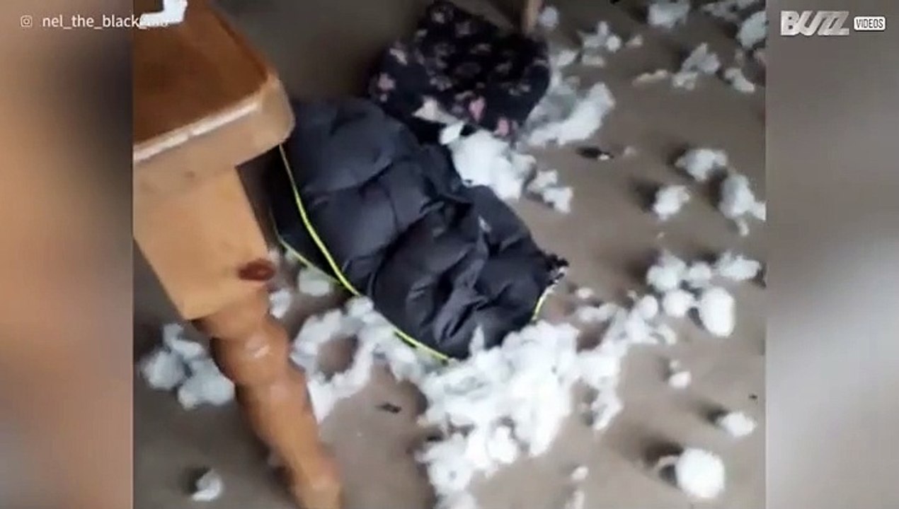 Labrador destroys its own bed