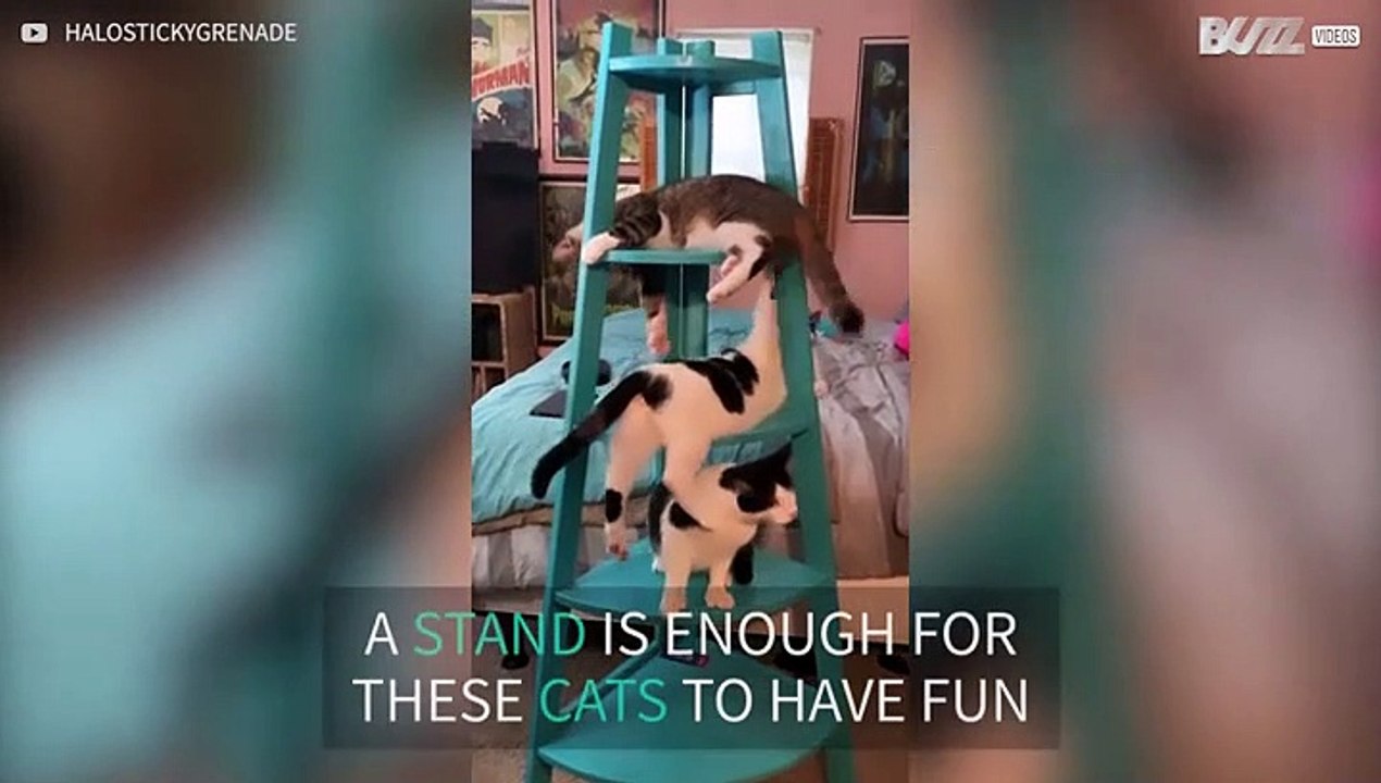 Kittens play in bookstand