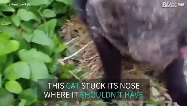 Cat is caught by spider web