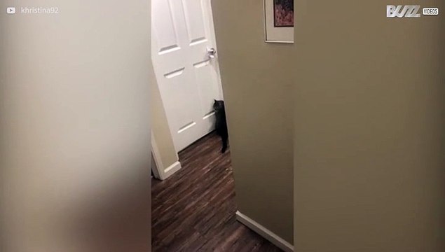 Clever cat figures out how to open doors like a human