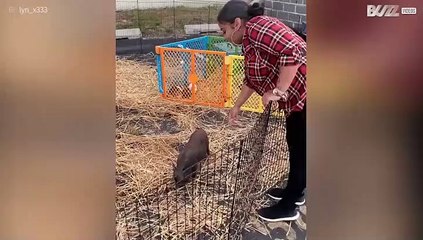 Woman falls trying to touch pig
