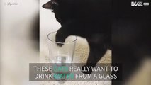 Cats try to drink water from glass