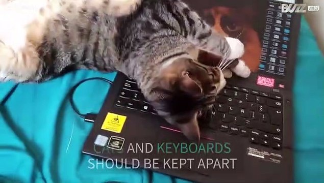 Cat destroys owner's laptop