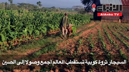 السيجار ثروة كوبية تستقطب العالم أجمع