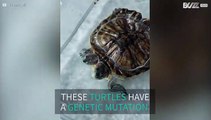 Mutant two-headed turtle is born in Hong Kong