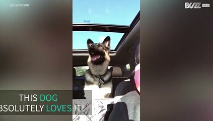Dog sings along with car radio